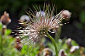 PULSATILLA VULGARIS SEED HEAD