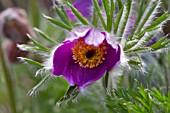 PULSATILLA VULGARIS