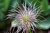 PULSATILLA VULGARIS SEED HEAD