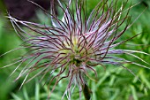 PULSATILLA VULGARIS SEED HEAD