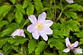 ANEMONELLA THALICTROIDES