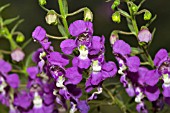 ANGELONIA BIFLORA