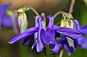 AQUILEGIA VULGARIS