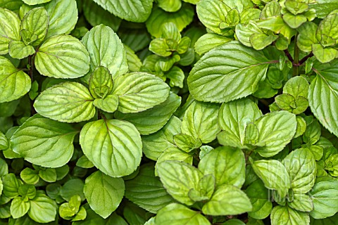 MENTHA_AUSTRALIS