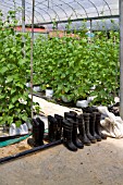 BEAN PLANTS IN A COMMERCIAL GREENHOUSE