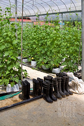 BEAN_PLANTS_IN_A_COMMERCIAL_GREENHOUSE