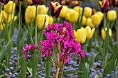 BERGENIA IN A SPRING BORDER