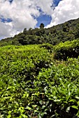 BOH TEA PLANTATION, MALAYSIA