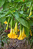 BRUGMANSIA