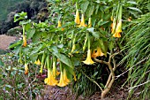 BRUGMANSIA GROWING WILD ON A HILLSIDE IN MALAYSIA