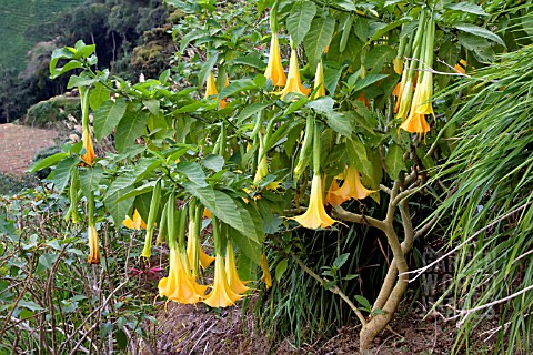 BRUGMANSIA_GROWING_WILD_ON_A_HILLSIDE_IN_MALAYSIA