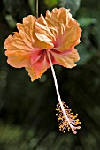 CHINESE HIBISCUS, HIBISCUS ROSA-SINENSIS