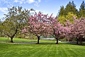 BUTCHART GARDENS IN SPRING