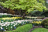 ACER PALMATUM WITH NARCISSUS AND MYOSOTIS SYLVATICA