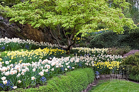 ACER_PALMATUM_WITH_NARCISSUS_AND_MYOSOTIS_SYLVATICA