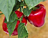 CAPSICUM ANNUUM