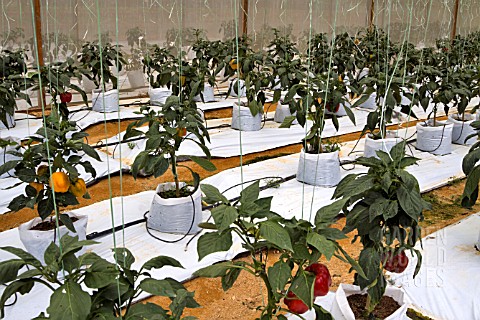 CAPSICUM_ANNUUM_IN_A_COMMERCIAL_GREENHOUSE