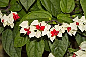 CLERODENDRUM THOMSONIAE