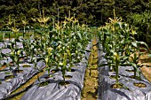 ZEA MAYS, MAIZE