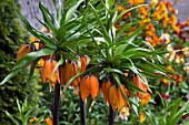 FRITILLARIA IMPERIALIS