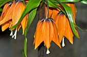 FRITILLARIA IMPERIALIS