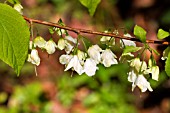 HALESIA TETRAPTERA ELLIS VAR. MONTICOLA