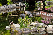 LOWER JAPANESE GARDEN, HATLEY PARK, VICTORIA, BRITISH COLUMBIA, CANADA