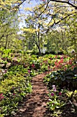 BOG GARDEN, HATLEY PARK, VICTORIA, BRITISH COLUMBIA, CANADA