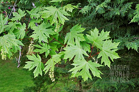 ACER_GRANDIDENTATUM