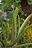 NEW LEAF OF MONSTERA DELICIOSA