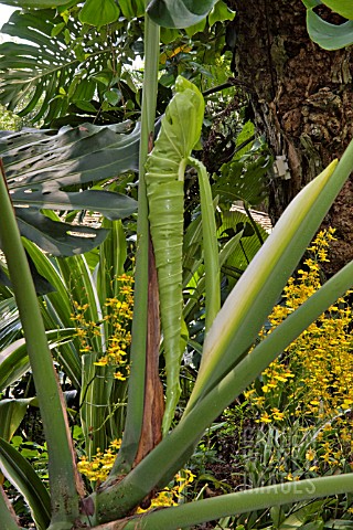 NEW_LEAF_OF_MONSTERA_DELICIOSA