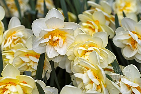 NARCISSUS_MANLY