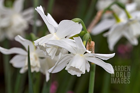 NARCISSUS_TRIANDRUS_THALIA