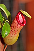 NEPENTHES