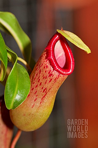 NEPENTHES