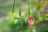 CORAL HIBISCUS BUDS, HIBISCUS SCHIZOPETALUS