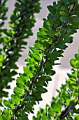 OCOTILLO, FOQUIERIA SPLENDENS LEAVES AFTER RAINFALL