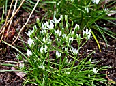 ORNITHOGALUM UMBELLATUM