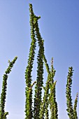 OCOTILLO, FOQUIERIA SPENDENS AFTER RAINFALL