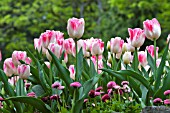 PINK AND WHITE TULIPS WITH BELLIS PERENNIS UNDERPLANTING