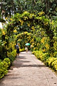 GOLDEN SHOWER ORCHIDS ON ARBOURS AT THE NATIONAL ORCHID GARDEN, SINGAPORE