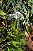 PRIMULA SIEBOLDII