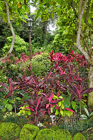 CORDYLINE_AND_FOLIAGE_PLANTINGS_AT_THE_NATIONAL_ORCHID_GARDEN_SINGAPORE