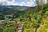 STEEP HILLSIDE TERRACED BORDERS AT THE ROSE CENTER, KEA FARM, CAMERON HIGHLANDS, MALAYSIA