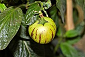 SOLANUM MURICATUM VAR. PEPINO