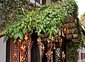 THUNBERGIA MYSORENSIS TRAILING OVER A PORCH ROOF