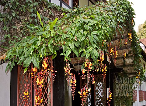 THUNBERGIA_MYSORENSIS_TRAILING_OVER_A_PORCH_ROOF