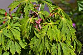 ACER JAPONICUM ACONITIFOLIUM