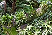 ORCHID PLANTS GROWING ON A LOG