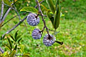 ANNONA SQUAMOSA